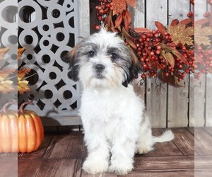 Zuchon Puppy for sale in MOUNT VERNON, OH, USA