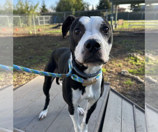 Medium Photo #3 Mutt Puppy For Sale in Rohnert Park, CA, USA