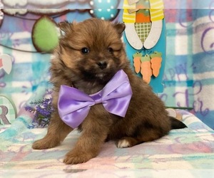 Pomeranian Puppy for sale in LANCASTER, PA, USA