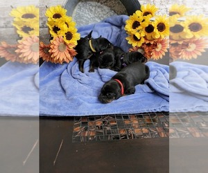 Doberman Pinscher Puppy for sale in NOBLESVILLE, IN, USA