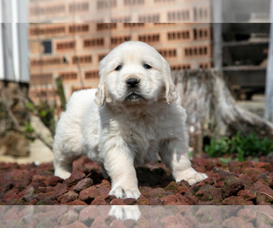 Medium English Cream Golden Retriever