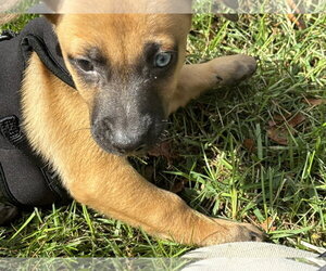 Chug Dogs for adoption in Virginia Beach, VA, USA