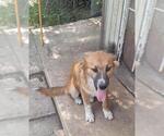 Small German Shepherd Dog