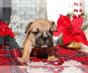 Bulldog Puppy for sale in GRAPEVINE, TX, USA