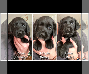Labrador Retriever-Wirehaired Pointing Griffon Mix Puppy for sale in SHAKOPEE, MN, USA