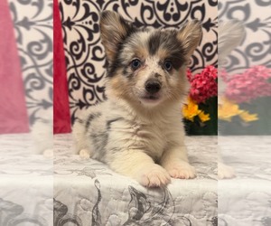Pembroke Welsh Corgi Puppy for Sale in MARTINSVILLE, Indiana USA