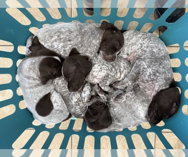 Medium Photo #1 German Shorthaired Pointer Puppy For Sale in CHARLOTTESVILLE, VA, USA