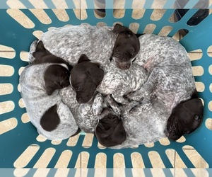 German Shorthaired Pointer Puppy for sale in CHARLOTTESVILLE, VA, USA