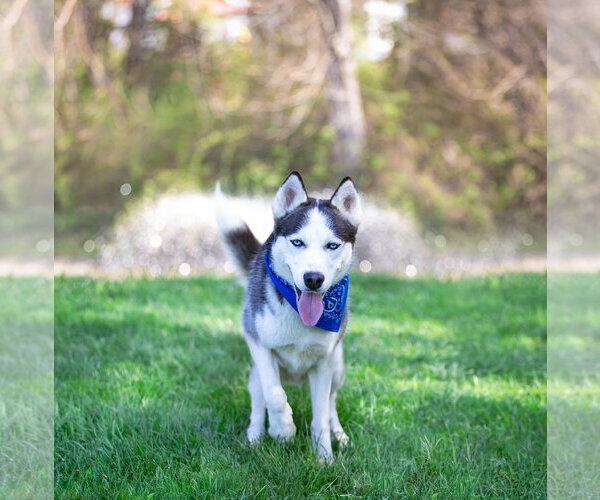 Medium Photo #4 Siberian Husky-Unknown Mix Puppy For Sale in Unionville, PA, USA