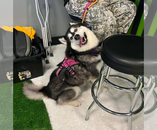 Medium Photo #1 Alaskan Malamute Puppy For Sale in Uwchlan, PA, USA