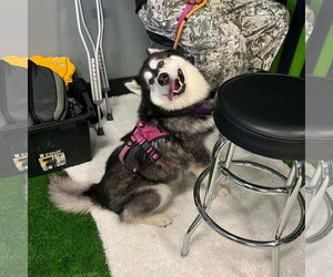 Alaskan Malamute Dogs for adoption in Uwchlan, PA, USA