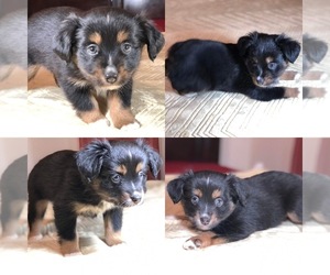 Miniature Australian Shepherd Puppy for sale in BROOKER, FL, USA