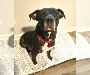 Labrador Retriever-Unknown Mix Dogs for adoption in Ellijay, GA, USA