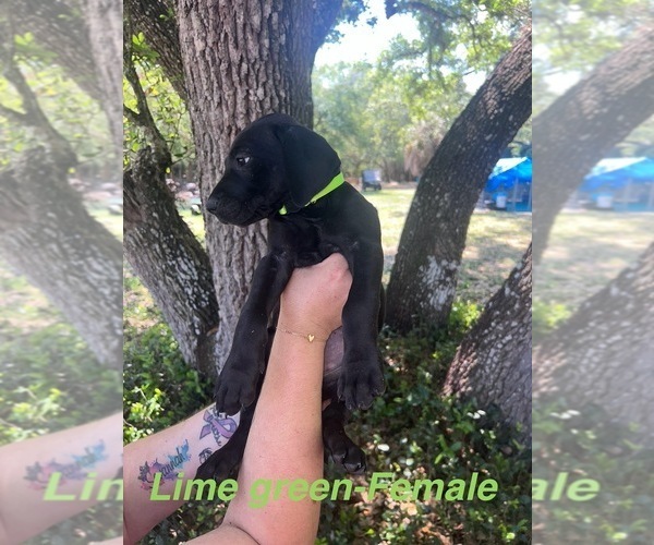 Medium Photo #17 Great Dane Puppy For Sale in FORT DENAUD, FL, USA