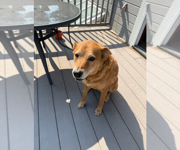 Medium Photo #6 Mutt Puppy For Sale in Fort Collins, CO, USA