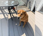 Small #5 Mutt