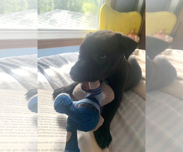 Medium Photo #4 Great Dane-Unknown Mix Puppy For Sale in Wheaton, IL, USA