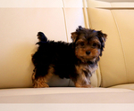 Small #2 Yorkshire Terrier