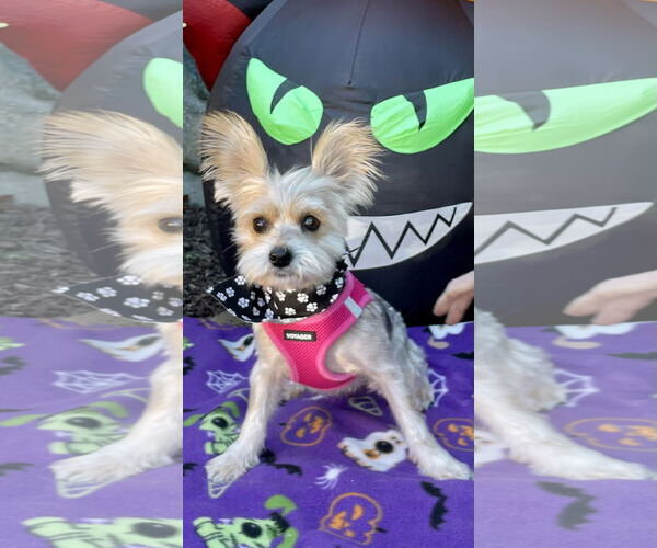 Medium Photo #6 Mutt Puppy For Sale in Allentown,, PA, USA