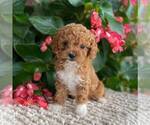 Small Photo #1 Cavapoo Puppy For Sale in MIDDLESEX, NY, USA
