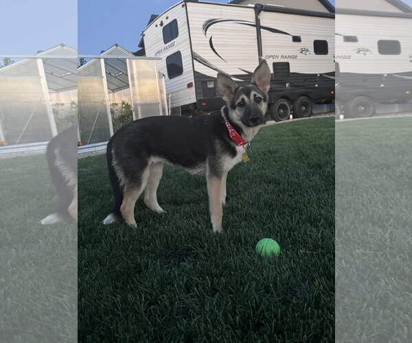 Medium Photo #2 German Shepherd Dog Puppy For Sale in Sandy, UT, USA