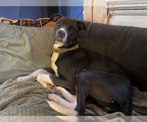 Medium Photo #6 Labrador Retriever-Unknown Mix Puppy For Sale in New Orleans, LA, USA