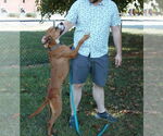 Small #3 Bullboxer Pit