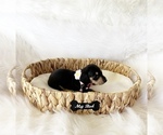 Small #3 Dachshund