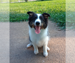 Puppy Benji Shetland Sheepdog