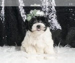 Small #1 Morkie