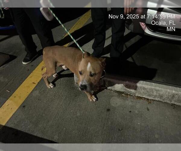 Medium Photo #1 American Pit Bull Terrier Puppy For Sale in Ocala, FL, USA