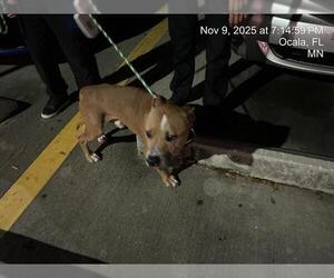 American Pit Bull Terrier Dogs for adoption in Ocala, FL, USA