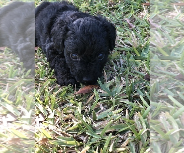Medium Photo #3 -YorkiePoo Mix Puppy For Sale in FORT MYERS, FL, USA