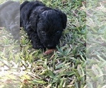 Small Photo #3 -YorkiePoo Mix Puppy For Sale in FORT MYERS, FL, USA