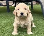 Small #11 Goldendoodle
