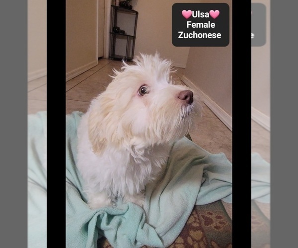 Medium Photo #4 Havanese-Zuchon Mix Puppy For Sale in TUCSON, AZ, USA