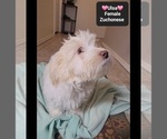 Small #3 Havanese-Zuchon Mix