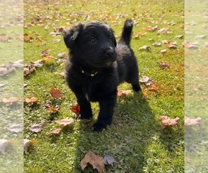 German Shepherd Dog Puppy for sale in VOLANT, PA, USA