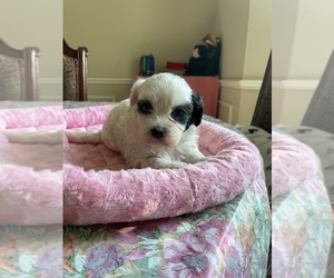 Maltipoo Dog for Adoption in PLANO, Texas USA