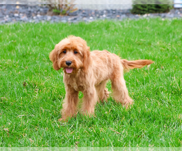 Medium Photo #2 Cavapoo (Miniature) Puppy For Sale in SYRACUSE, IN, USA