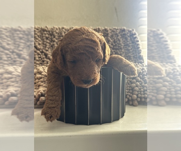 Medium Photo #9 Goldendoodle (Miniature) Puppy For Sale in RIVERSIDE, CA, USA