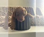 Small #8 Goldendoodle (Miniature)