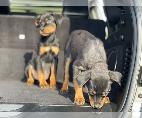Medium Photo #1 Rottweiler Puppy For Sale in DETROIT, MI, USA