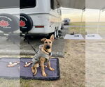 Small #4 German Shepherd Dog Mix