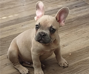 French Bulldog Puppy for sale in CHULA VISTA, CA, USA