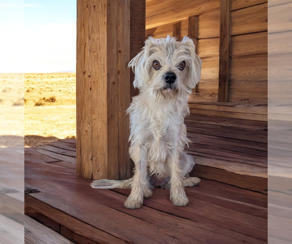 Medium Photo #4 Mutt Puppy For Sale in Vail, AZ, USA