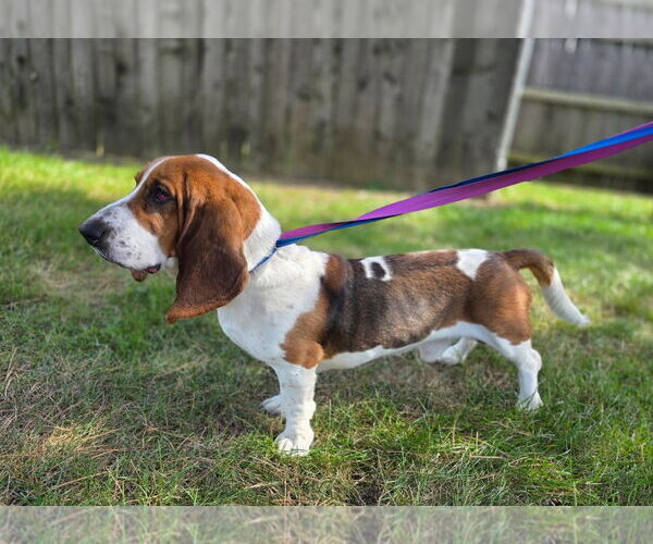 Medium Photo #2 Mutt Puppy For Sale in Brookville, OH, USA