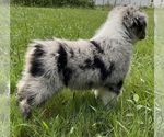 Small #3 Miniature Australian Shepherd