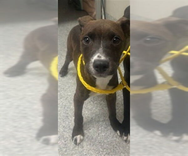 Medium Photo #1 American Pit Bull Terrier-Unknown Mix Puppy For Sale in Pasadena, TX, USA