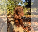 Small Photo #3 Doberman Pinscher Puppy For Sale in ONTARIO, CA, USA